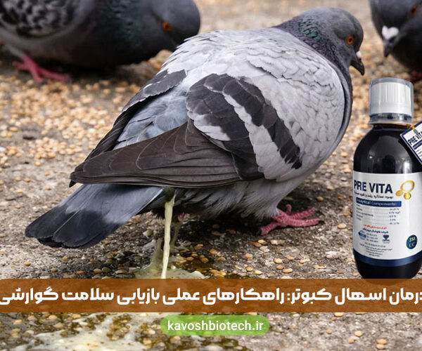 درمان اسهال کبوتر: راهکارهای عملی بازیابی سلامت گوارشی