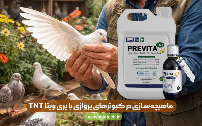 افزایش انرژی و ماهیچهسازی در کبوترهای پروازی و پرندگان زینتی