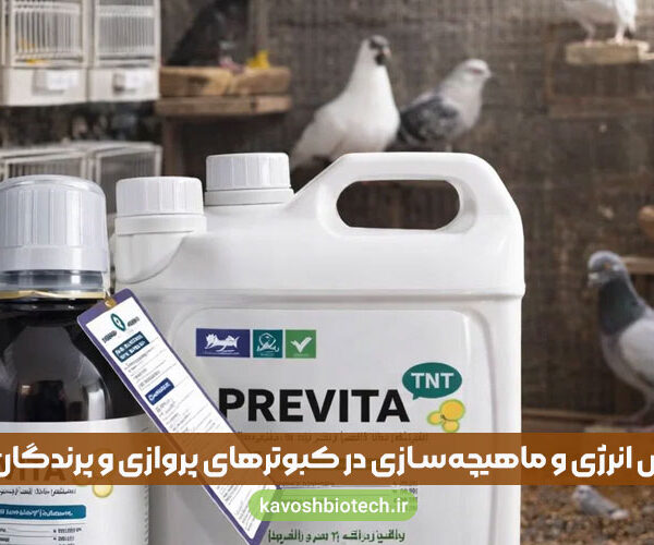 Strengthening-muscles-pigeons افزایش انرژی و ماهیچهسازی در کبوترهای پروازی و پرندگان زینتی