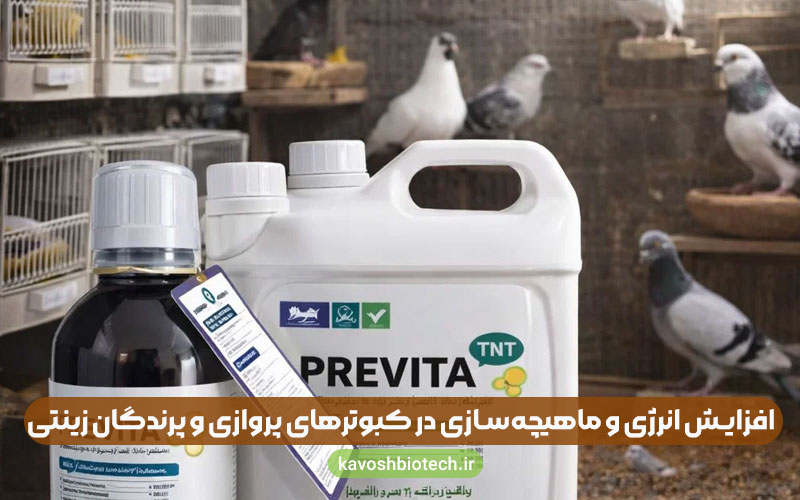 افزایش انرژی و ماهیچهسازی در کبوترهای پروازی و پرندگان زینتی