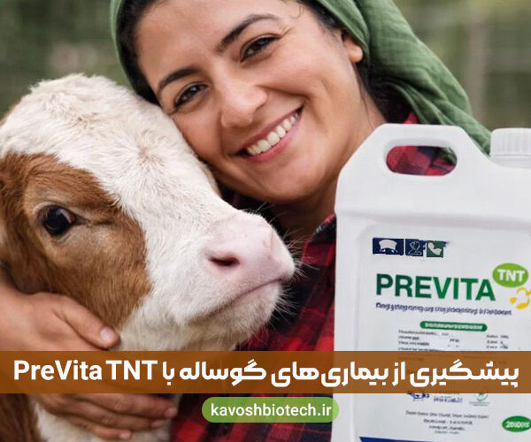 prevention-calf-diseases-with-previtatnt درمان بیماریهای گوساله شیرخوار