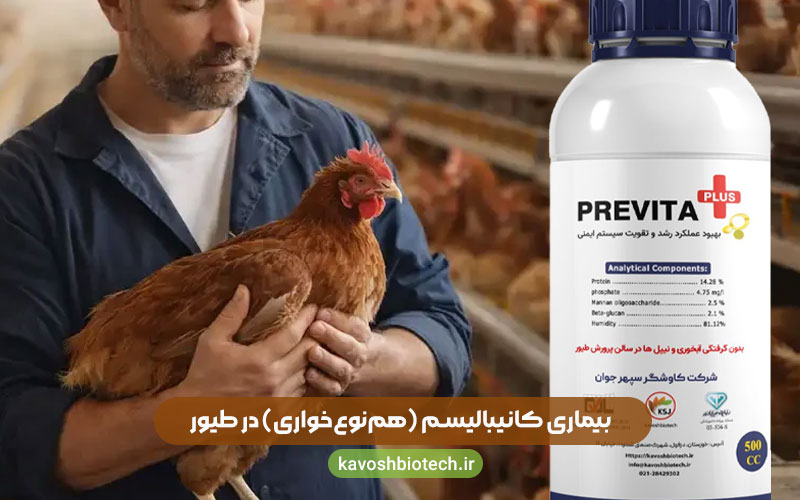 بیماری کانیبالیسم (هم‌نوع‌خواری) در طیور