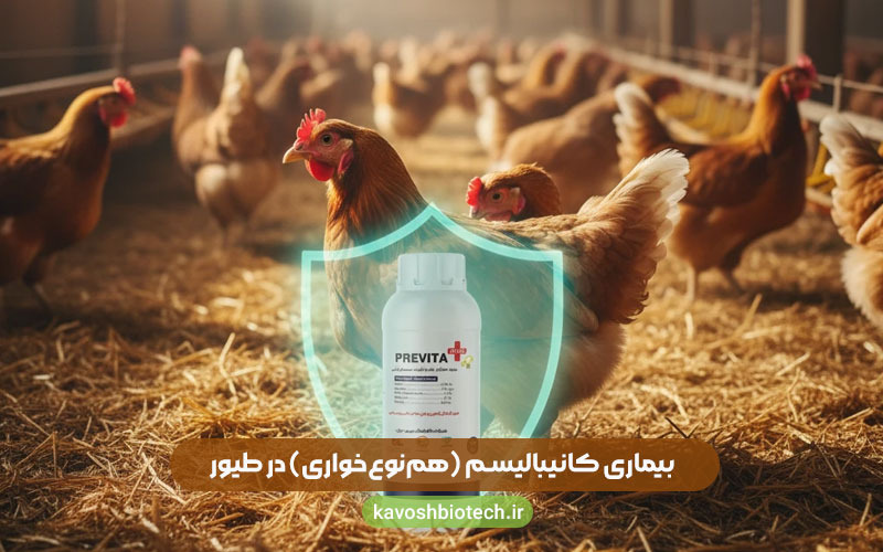بیماری کانیبالیسم (هم‌نوع‌خواری) در طیور