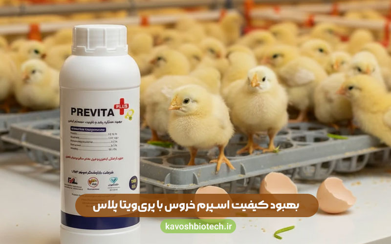 بهبود کیفیت اسپرم خروس با پریویتا پلاس