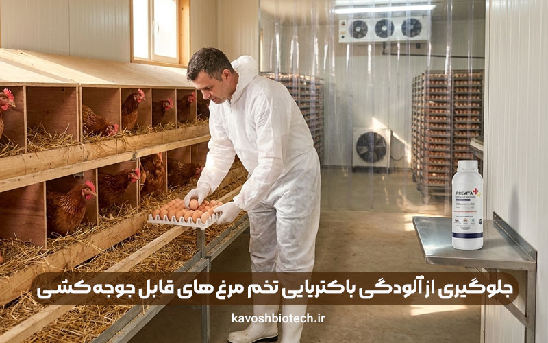 جلوگیری از آلودگی باکتریایی تخم مرغ‌های قابل جوجه‌کشی