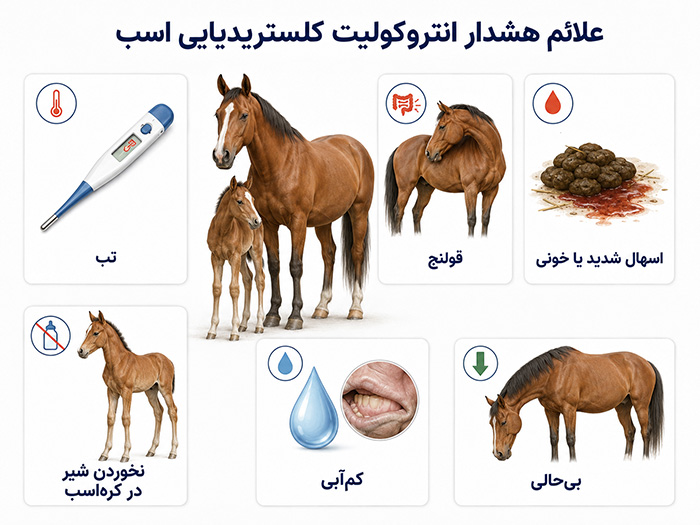 انتروکولیت کلستریدیایی اسب چیست و چگونه مدیریت می‌شود؟