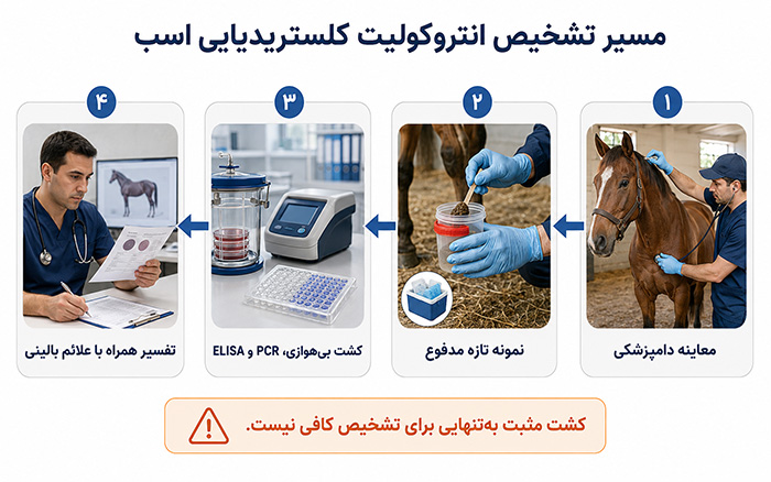 انتروکولیت کلستریدیایی اسب چیست و چگونه مدیریت می‌شود؟