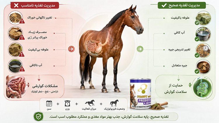 راهنمای تغذیه اسب